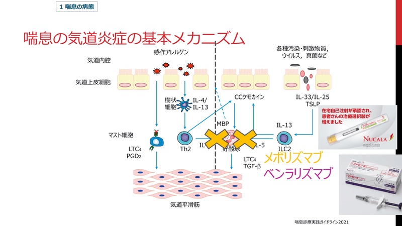 喘息の気道炎症の基本メカニズム②